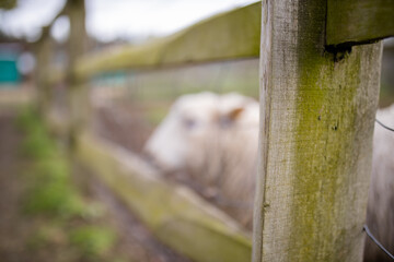 Blurry white sheep sticking its head out between two wooden planks from a fence