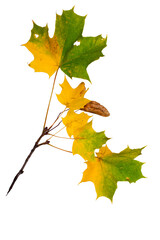 Wall Mural - Autumn branch with yellow maple leaves isolated on a white background.