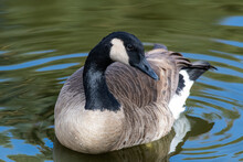 Common Waterfowl Of Colorado. Cackling Goose Swimming In A Lake.