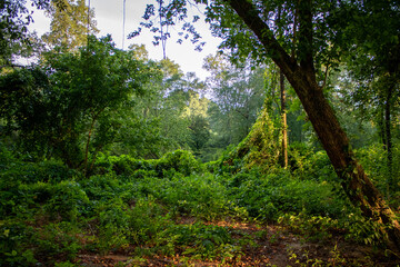 forest in the morning