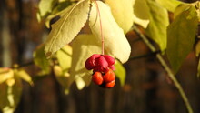 Berry Of A Spindle Wood