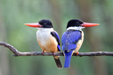 Wall Mural - Beautiful Nature with pair of birds sitting on same branch in sweet moment