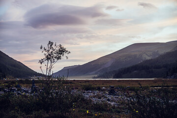 Wall Mural - amazing mountain landscape of sunset with silhouette of small tree under lilac cloudy sky. atmospher