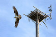 With a live feed webcam over their nest in Fort Myers Beach.  An osprey with wings spread wide fly off his nest while his mate stays.  Ospreys mate for life and typically live for 7-10 years.