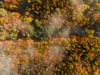 Wall Mural - Colorful Foliage of Trees in City Park. Aerial Drone top Down View. Above Fog Level