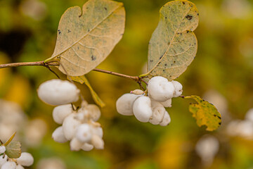 Wall Mural - Bush with white berries, snowfield, close-up