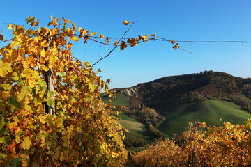 Vigneti in autunno in collina