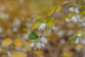 Wall Mural - Bush with white berries, snowfield, close-up