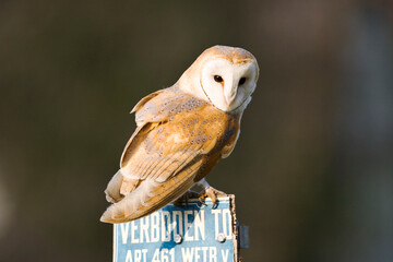 Wall Mural - Kerkuil, Barn Owl, Tyto alba