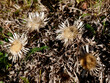 Jesienne kwiaty Dziewięćsił bezłodygowy (Carlina acaulis L.) ze swoimi owocami z puchem kielichowym rozsiewanymi przez wiatr