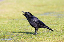 Zwarte Kraai, Carrion Crow, Corvus Corone