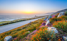 Wild Flowers And California Coastline In Big Sur At Sunset.