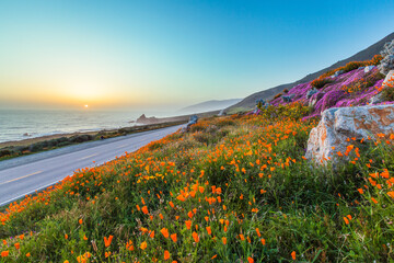 wild flowers and California coastline in Big Sur at sunset.