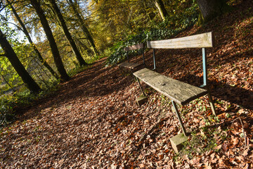 Poster - Belgique Wallonie Gaume Ardenne foret bois vert paysage automne