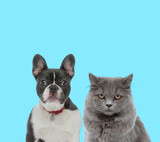 Fototapeta Koty - Dutiful French Bulldog and British Long hair cat looking forward seriously