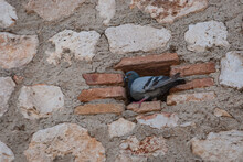 Pigeons On A Brick Wall In Chinchón, Madrid. Spain