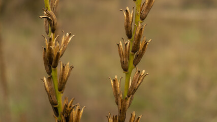 dry plants on a rainy autumn day, good day