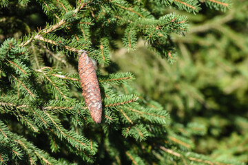 Poster - Belgique Wallonie automne nature foret pin pomme