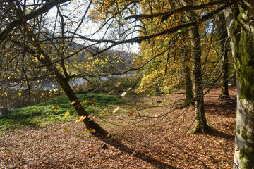 Canvas Print - Belgique Wallonie automne nature foret