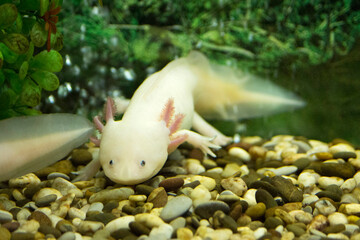 Aksolotl', axolotl, fish, aquarium, tropical, animal