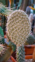 Wall Mural - cactus in the garden