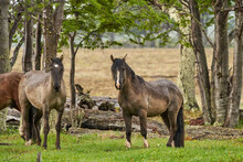 Equus, Wild Horses In Tierra Del Fuego, Patagonia. Dark, Tall And Strong Horses Standing In The Rain In A Woodland With Bushes And Lush Green Gras, South America 