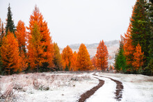 First Snow In The Autumn Forest. Altai, Siberia, Russia. Road In The Forest Between The Yellow Trees. Beautiful Winter Landscape.