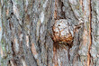 Pine tree trunk texture. A pine tree with a burl close-up. Natural background.