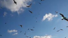 The Birds Filled The Sky