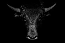 Portrait Of A Bull