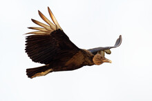 Black Vulture - Coragyps Atratus Or American Black Vulture, Bird In The New World Vulture Family, From The Southeastern United States To Peru, Central Chile And Uruguay, On The White Background
