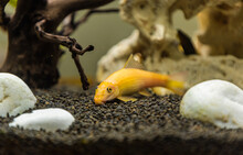 Yellow Chinese Algaey Eater - Gyrinocheilus In Fishtank Cleaning Bottom Of Tank