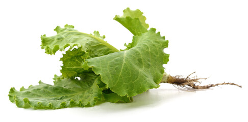 Wall Mural - Bunch of green lettuce leaves.