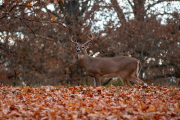 Poster - White-tailed deer buck in fall