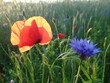 Mak polny - Papaver rhoeas - common poppy
