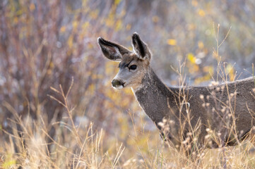 Sticker - mule deer in  the woods