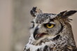 © Abel - close up of an owl
