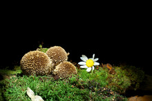 Mushrooms On The Black Background On The Wood Overgrowned By Moss. Species Is The Spiny Puffball, In Latin It Is Lycoperdon Echinatum. Eldible.  Desktop Decoration Possible. 