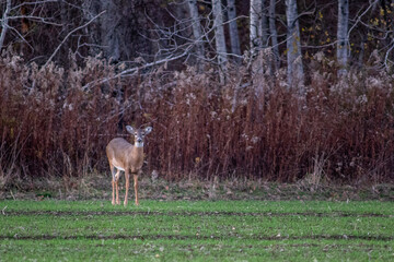 Wall Mural - Female whitetail doe standing on an edge of a green field 