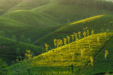 Tea plantations in Munnar, Kerala, India