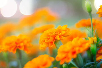 Wall Mural - marigold with beautiful in garden.