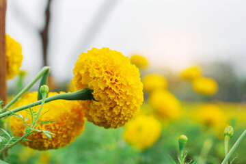 Wall Mural - Marigold with sky background.