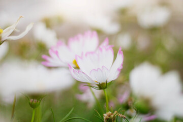 Wall Mural - White Cosmos with beautiful.