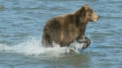 brown bear hunts for salmon, jumps in the water, kamchatka, russia