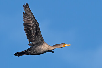 Poster - A Double-crested Cormorant In Flight