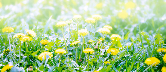 Wall Mural - Baner of yellow dandelion in green grass.