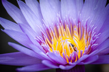 Close Up Purple Water Lily Or Purple Lotus Flower And Bee In The Pond