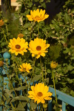 Large Flowered Tickseed In The Garden Sunflower