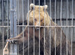 A young bear sits in a cage and opens the door with its paw.
