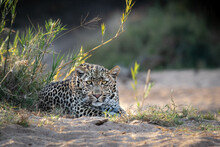 A Female Leopard, Panthera Pardus, Lies In Sand, Direct Gaze, Ears Forward.